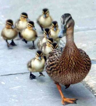 DucklingsSWNS_468x539.jpg